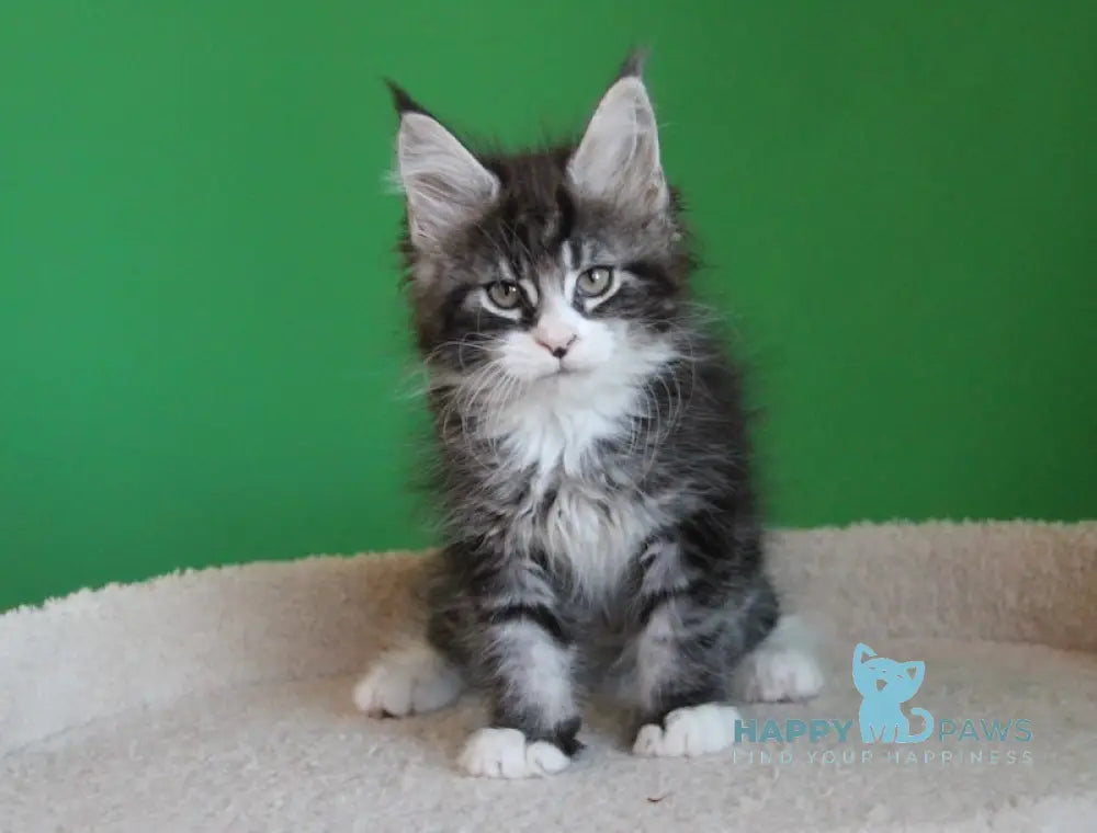 Nelson Maine Coon male black ticked tabby with white