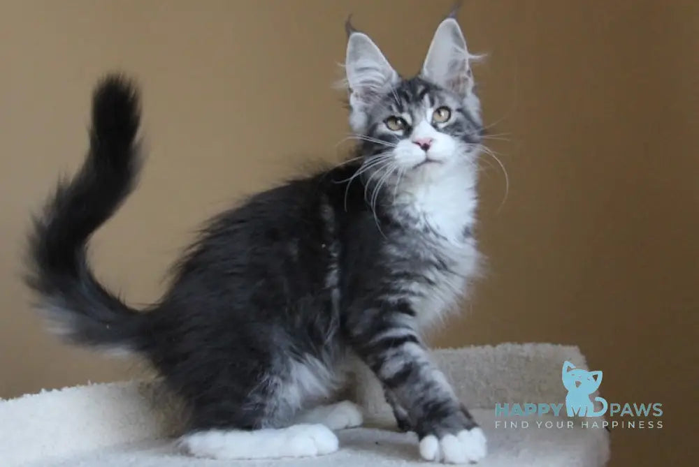Nelson Maine Coon male black ticked tabby with white live animals
