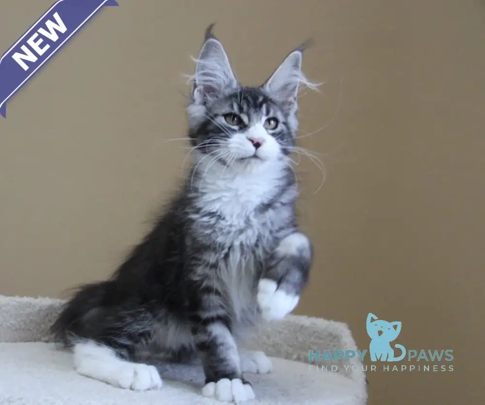 Nelson Maine Coon male black ticked tabby with white live animals