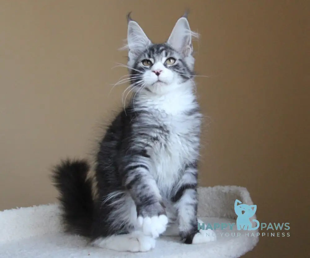 Nelson Maine Coon male black ticked tabby with white live animals
