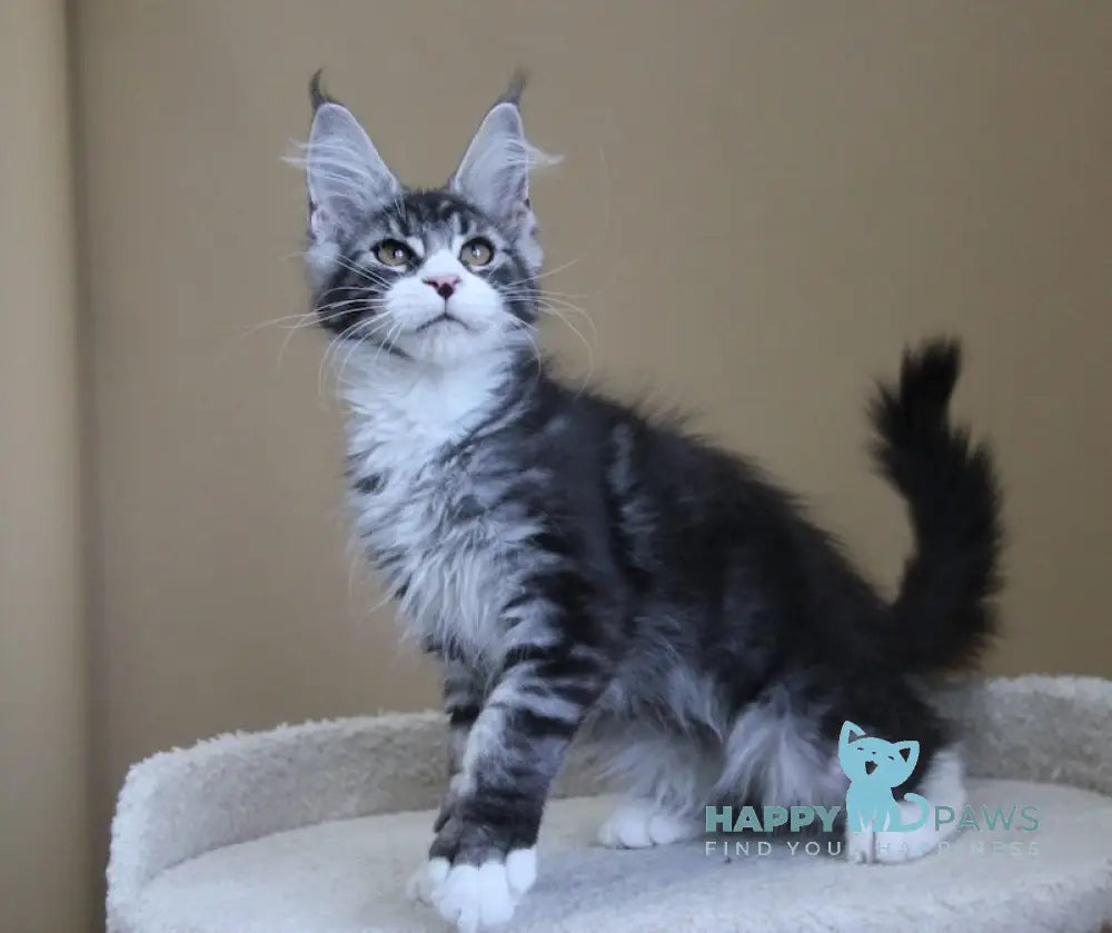 Nelson Maine Coon male black ticked tabby with white live animals