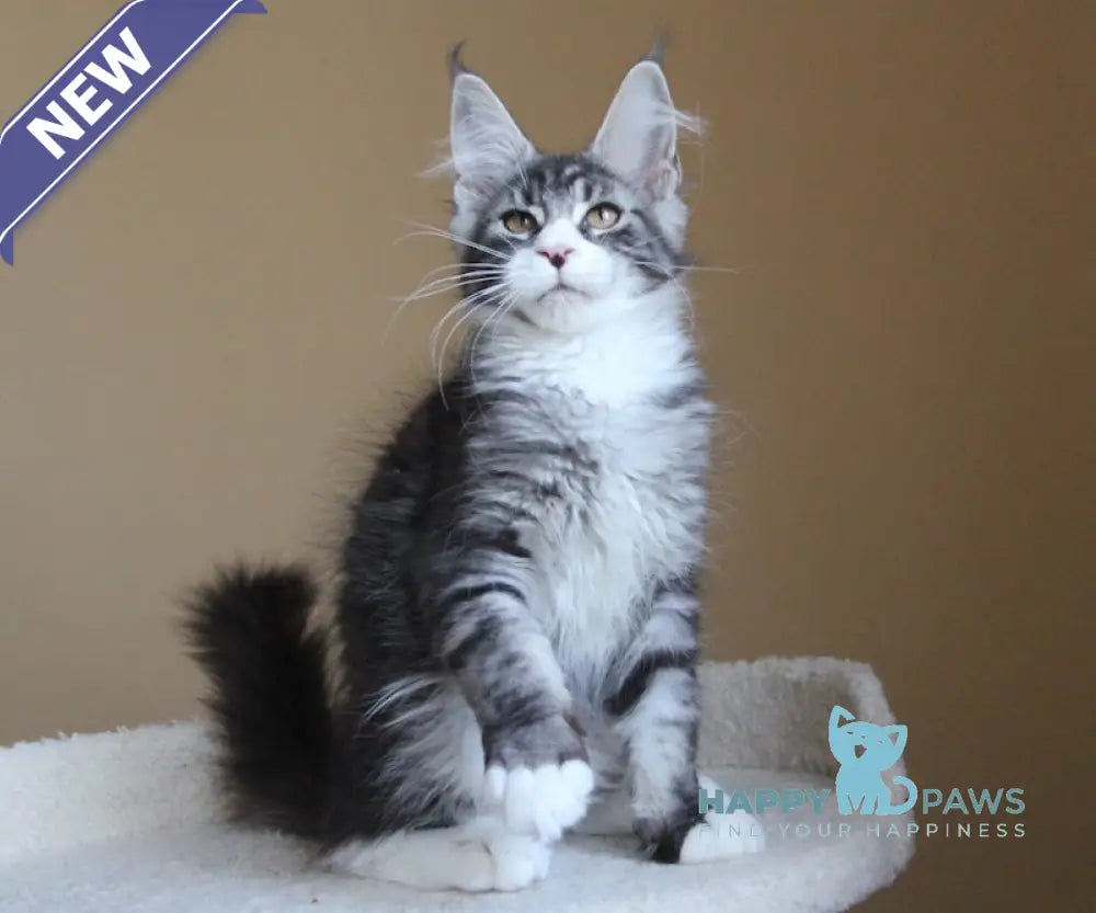 Nelson Maine Coon male black ticked tabby with white live animals