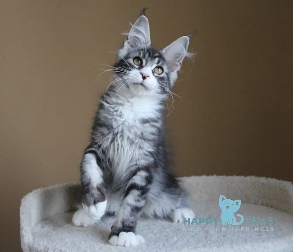 Nelson Maine Coon male black ticked tabby with white live animals