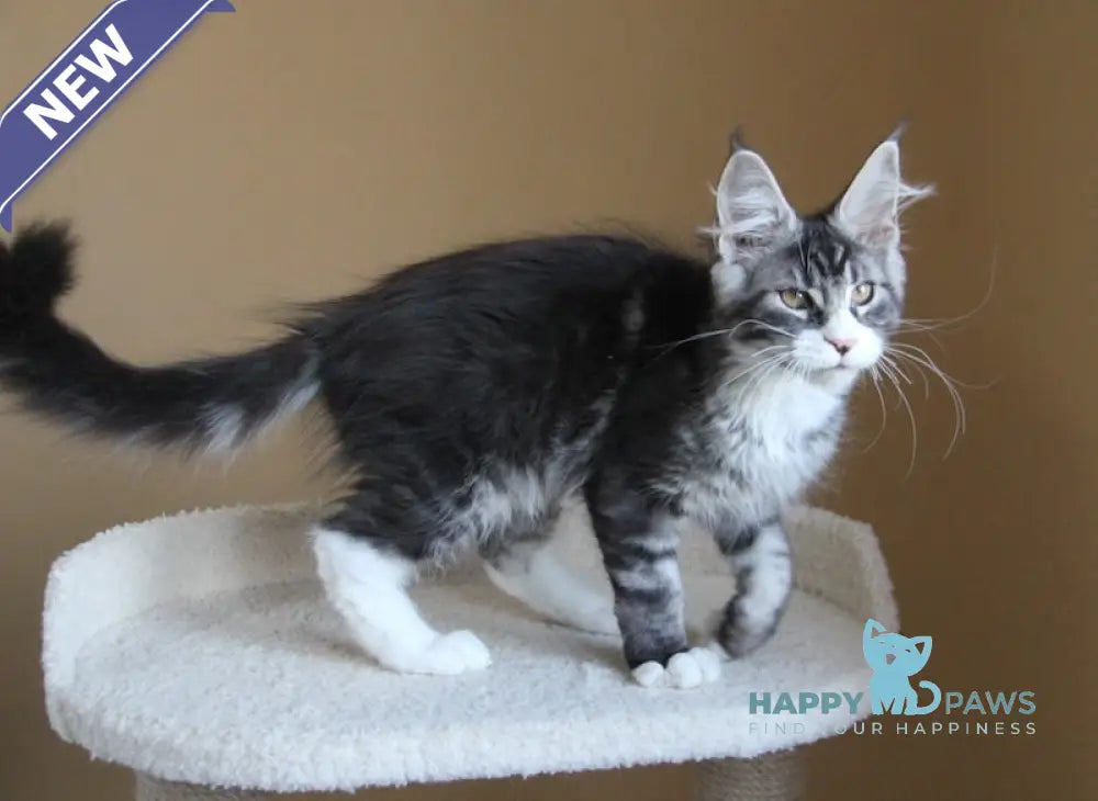 Nelson Maine Coon male black ticked tabby with white live animals