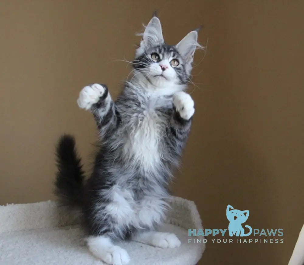 Nelson Maine Coon male black ticked tabby with white live animals