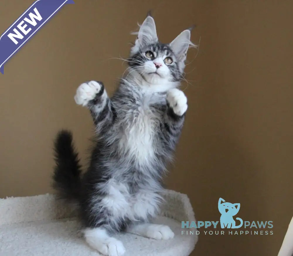 Nelson Maine Coon male black ticked tabby with white live animals