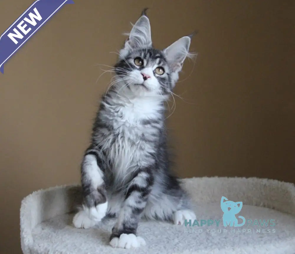 Nelson Maine Coon male black ticked tabby with white live animals