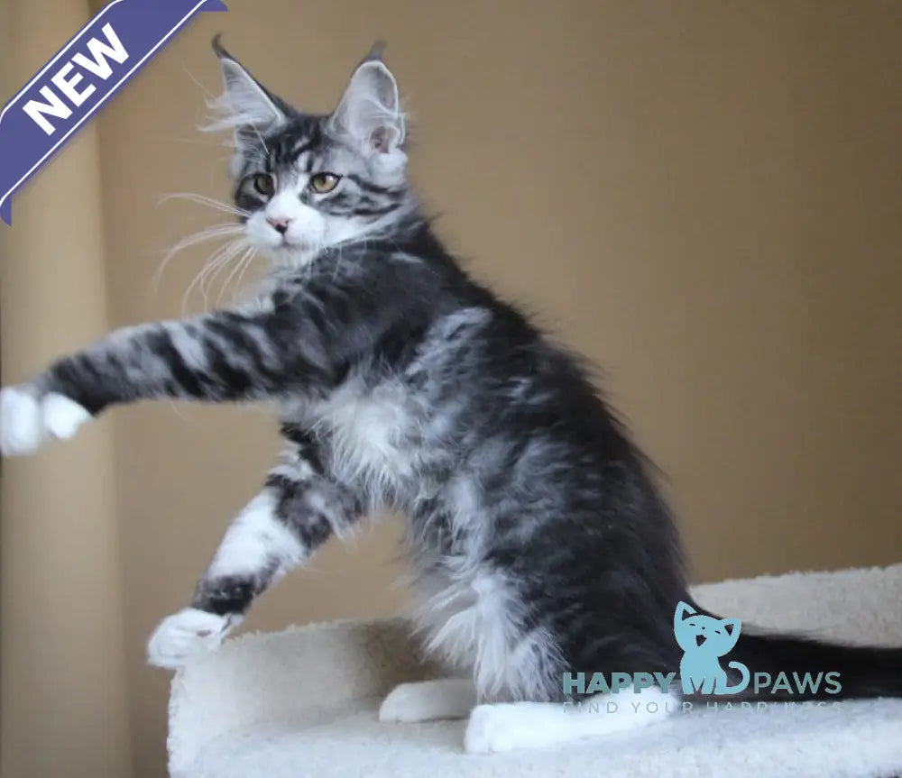 Nelson Maine Coon male black ticked tabby with white live animals
