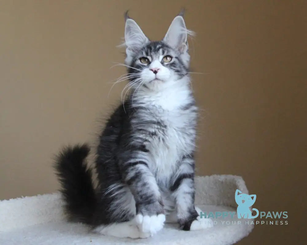 Nelson Maine Coon male black ticked tabby with white live animals