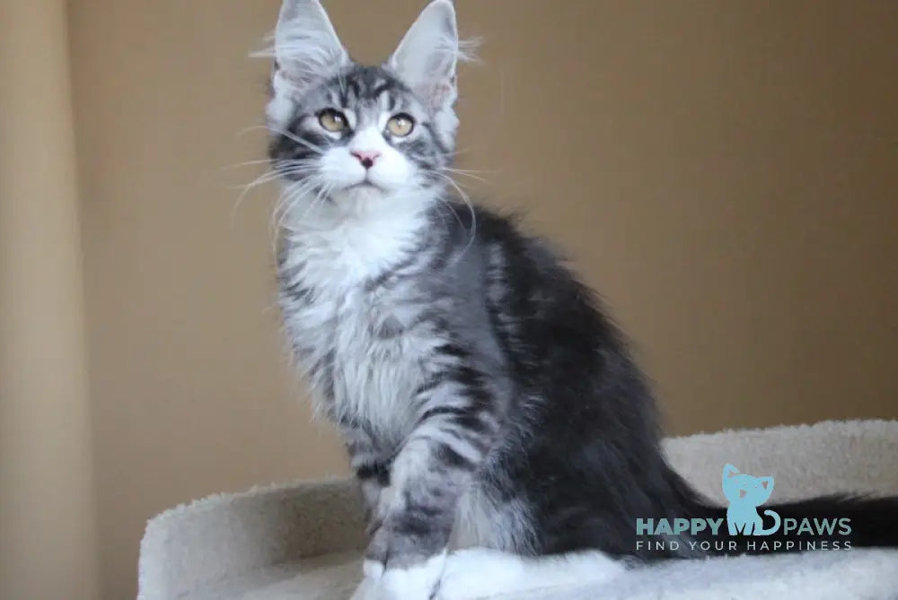 Nelson Maine Coon male black ticked tabby with white live animals