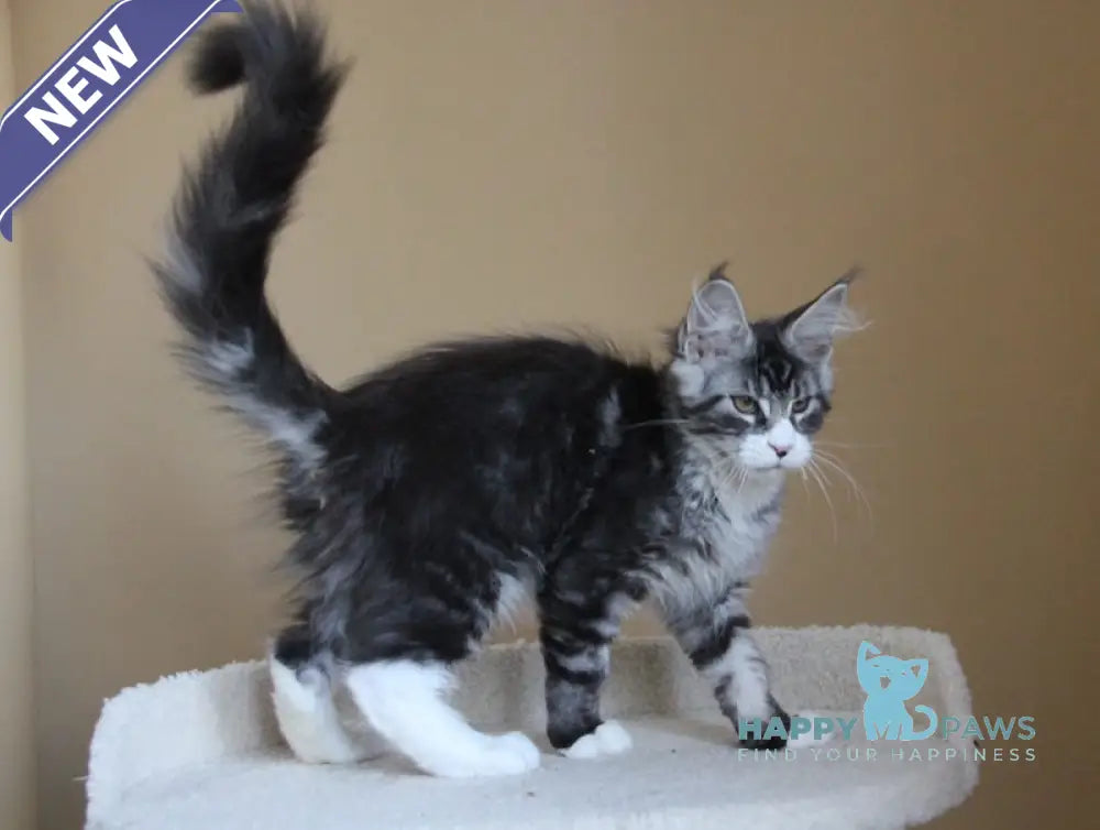 Nelson Maine Coon male black ticked tabby with white live animals