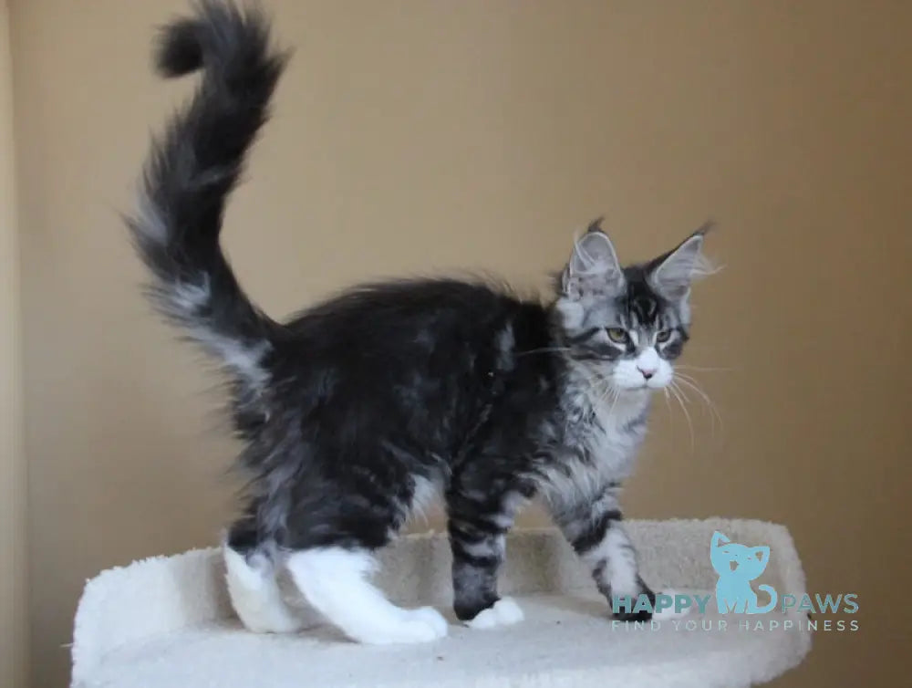 Nelson Maine Coon male black ticked tabby with white live animals