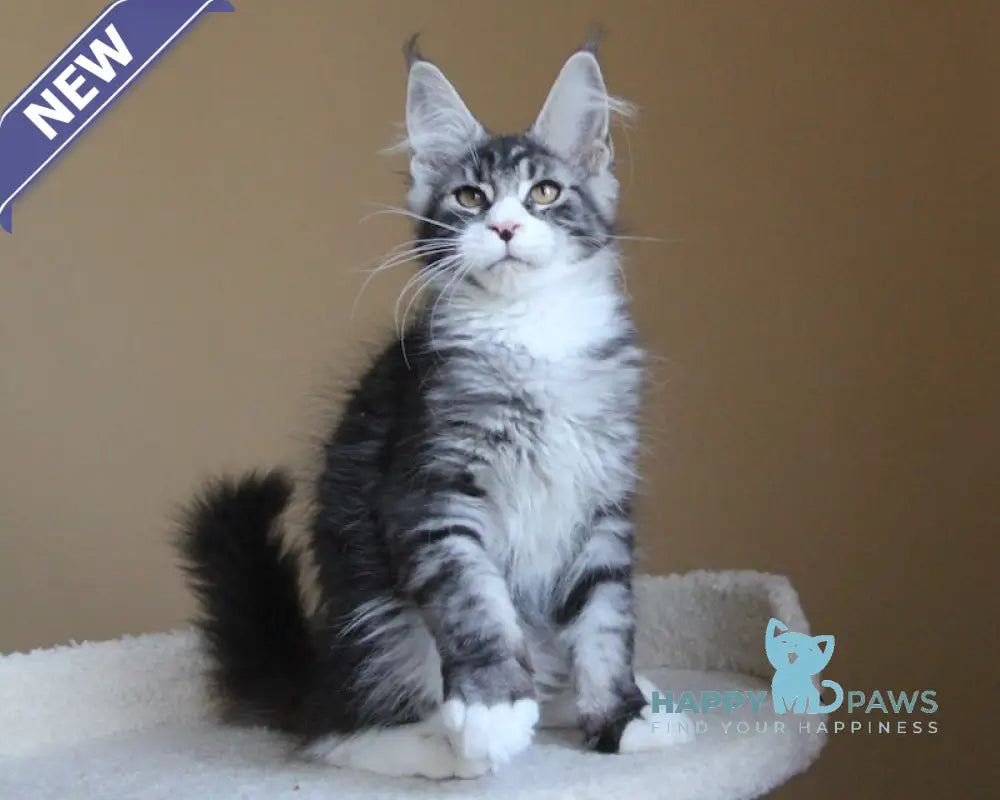 Nelson Maine Coon male black ticked tabby with white live animals