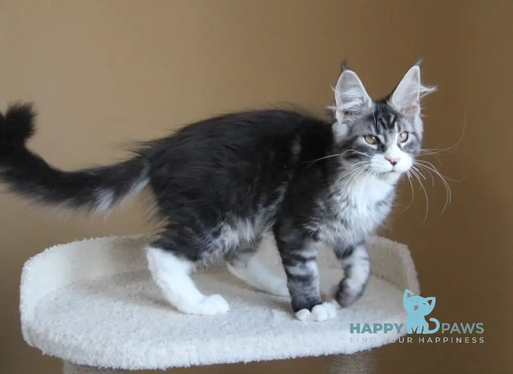 Nelson Maine Coon male black ticked tabby with white live animals