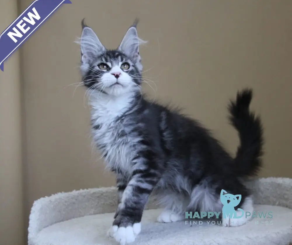 Nelson Maine Coon male black ticked tabby with white live animals