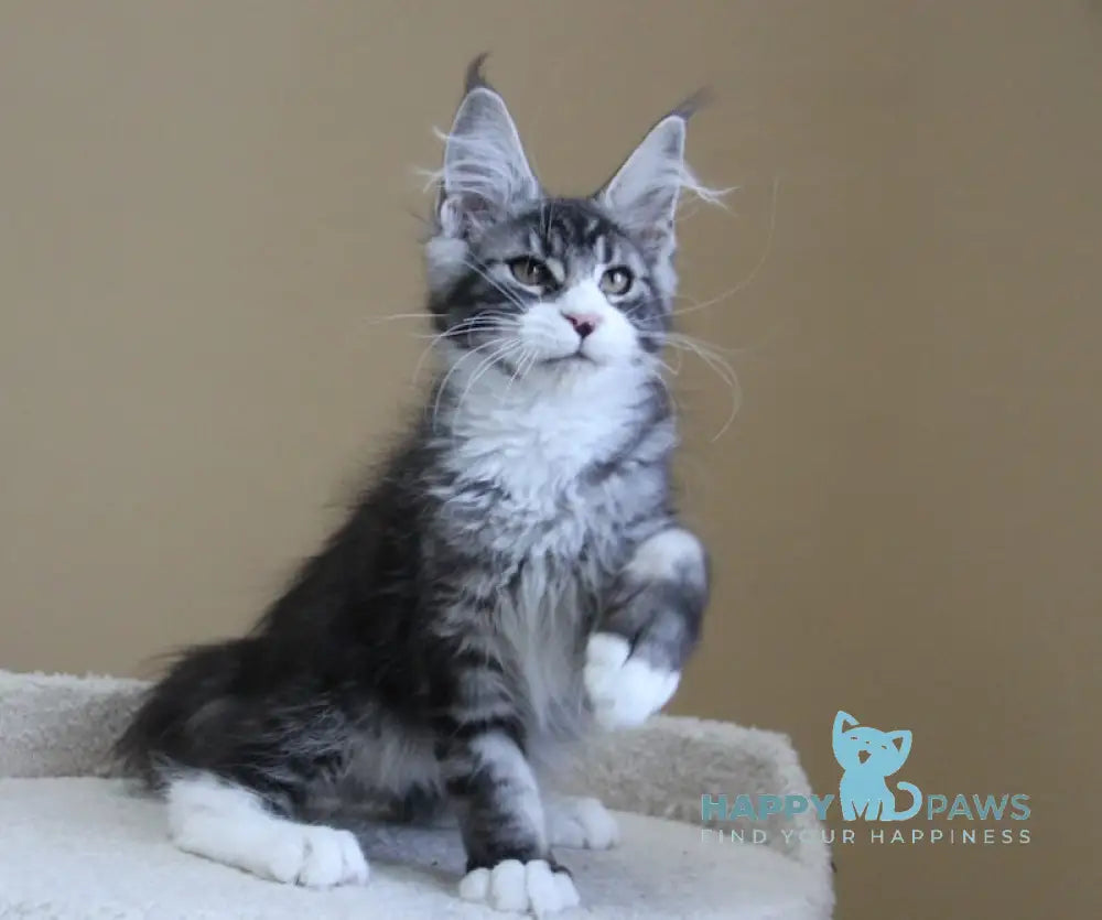 Nelson Maine Coon male black ticked tabby with white live animals