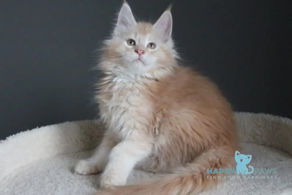 Nelson Maine Coon male red silver ticked tabby live animals