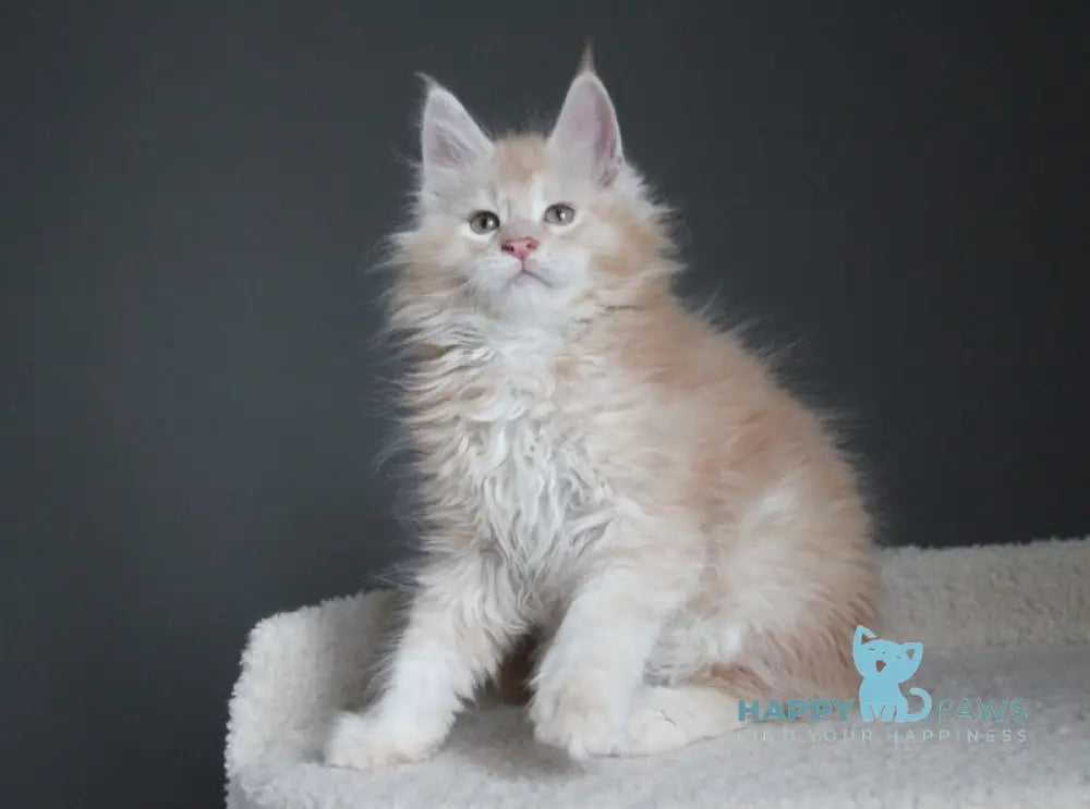 Nelson Maine Coon male red silver ticked tabby live animals