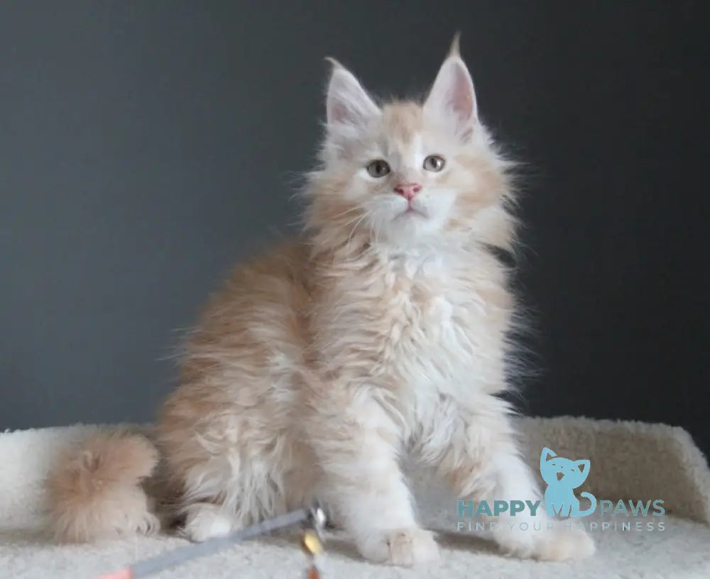 Nelson Maine Coon male red silver ticked tabby live animals
