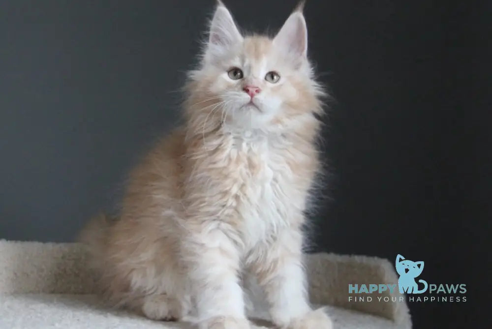 Nelson Maine Coon male red silver ticked tabby live animals