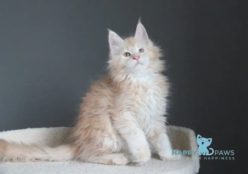 Nelson Maine Coon male red silver ticked tabby live animals
