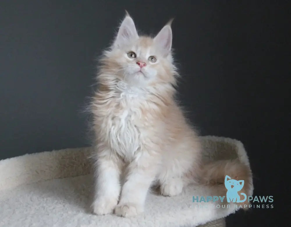 Nelson Maine Coon male red silver ticked tabby live animals