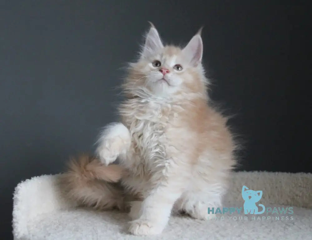 Nelson Maine Coon male red silver ticked tabby live animals