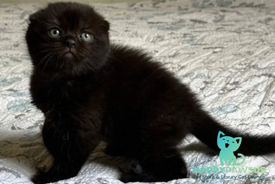 Nelson Scottish Fold male black - live animals