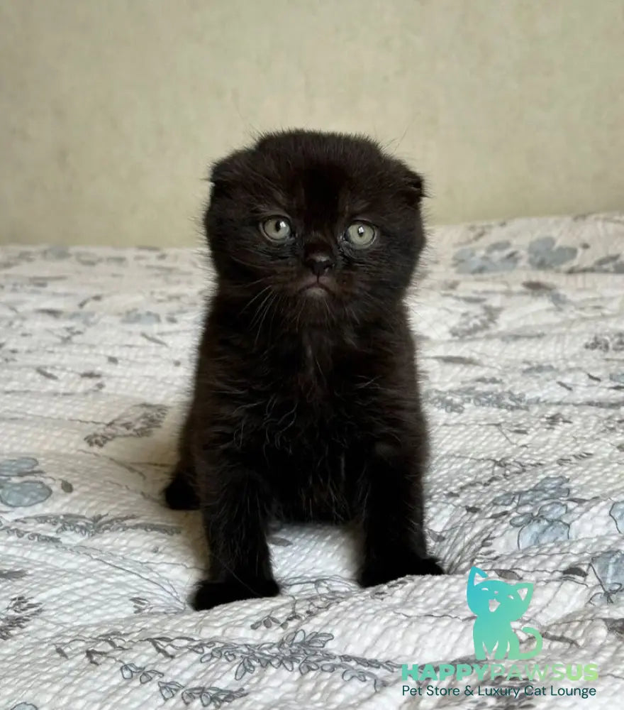 Nelson Scottish Fold male black - live animals