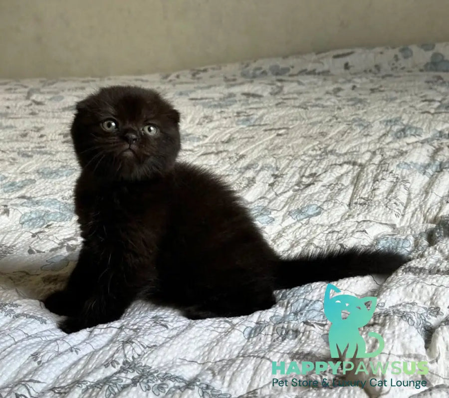 Nelson Scottish Fold male black - live animals