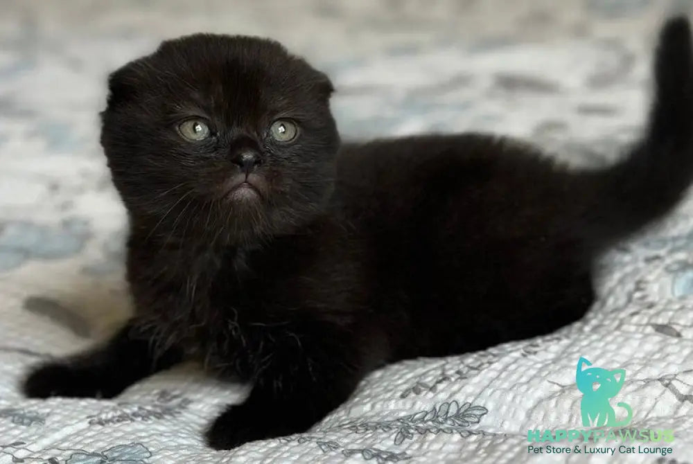 Nelson Scottish Fold male black - live animals