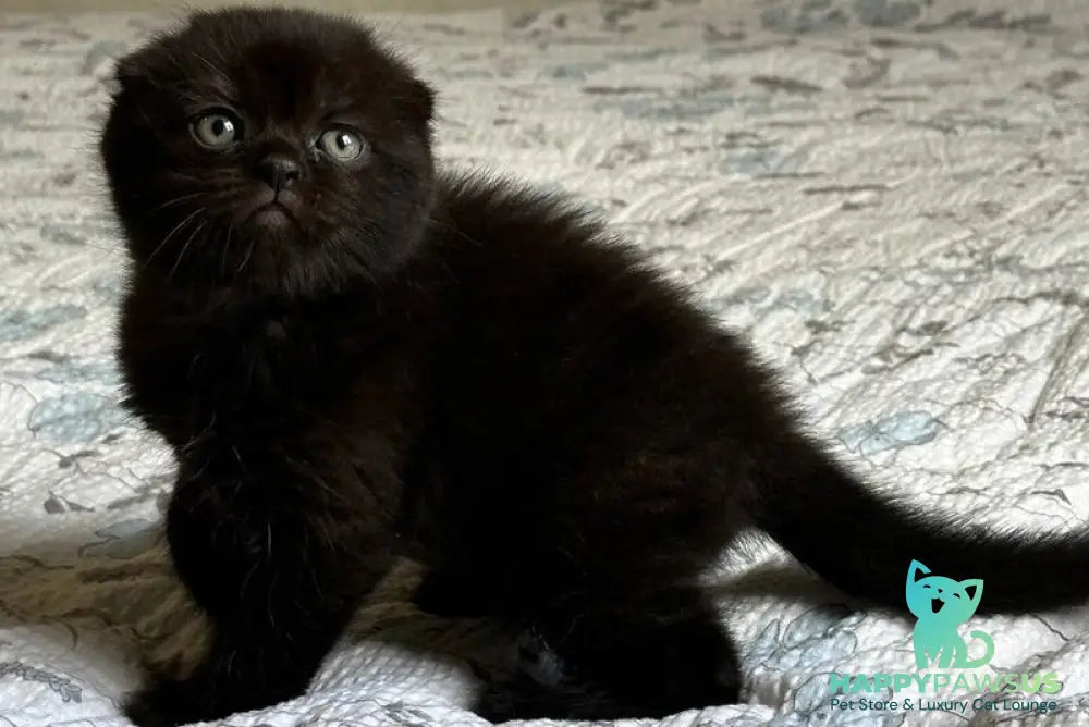 Nelson Scottish Fold male black - live animals