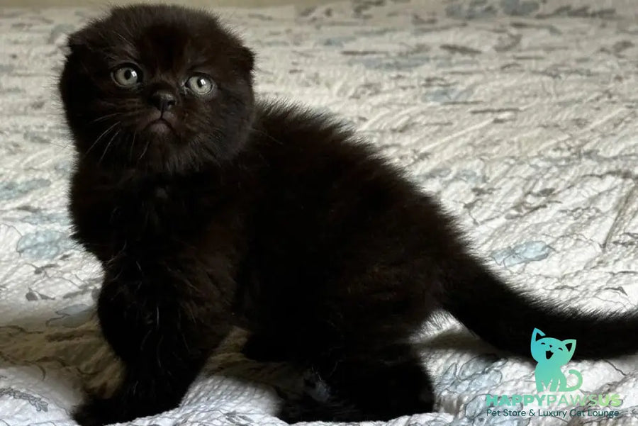 Nelson Scottish Fold male black - live animals
