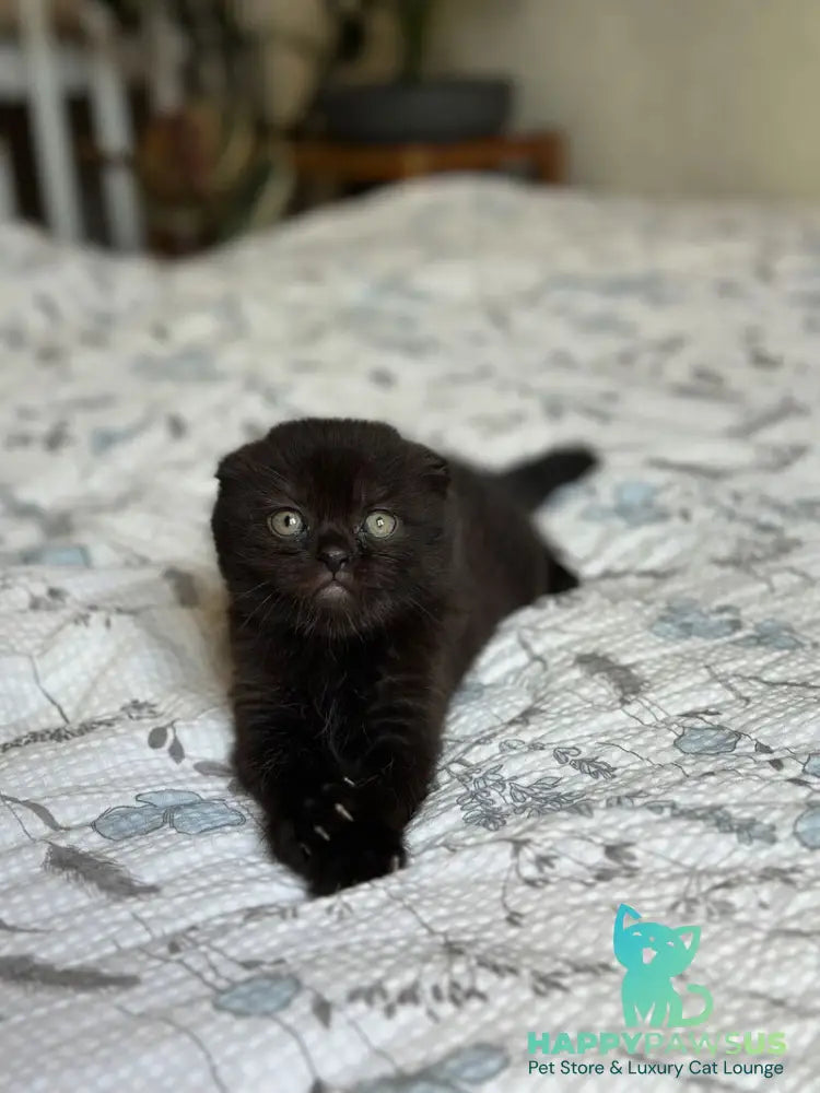 Nelson Scottish Fold male black - live animals