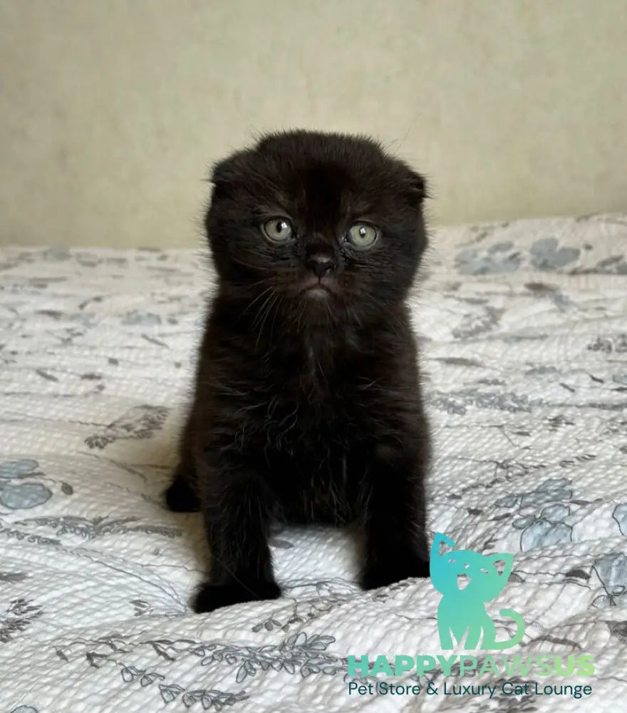 Nelson Scottish Fold male black - live animals