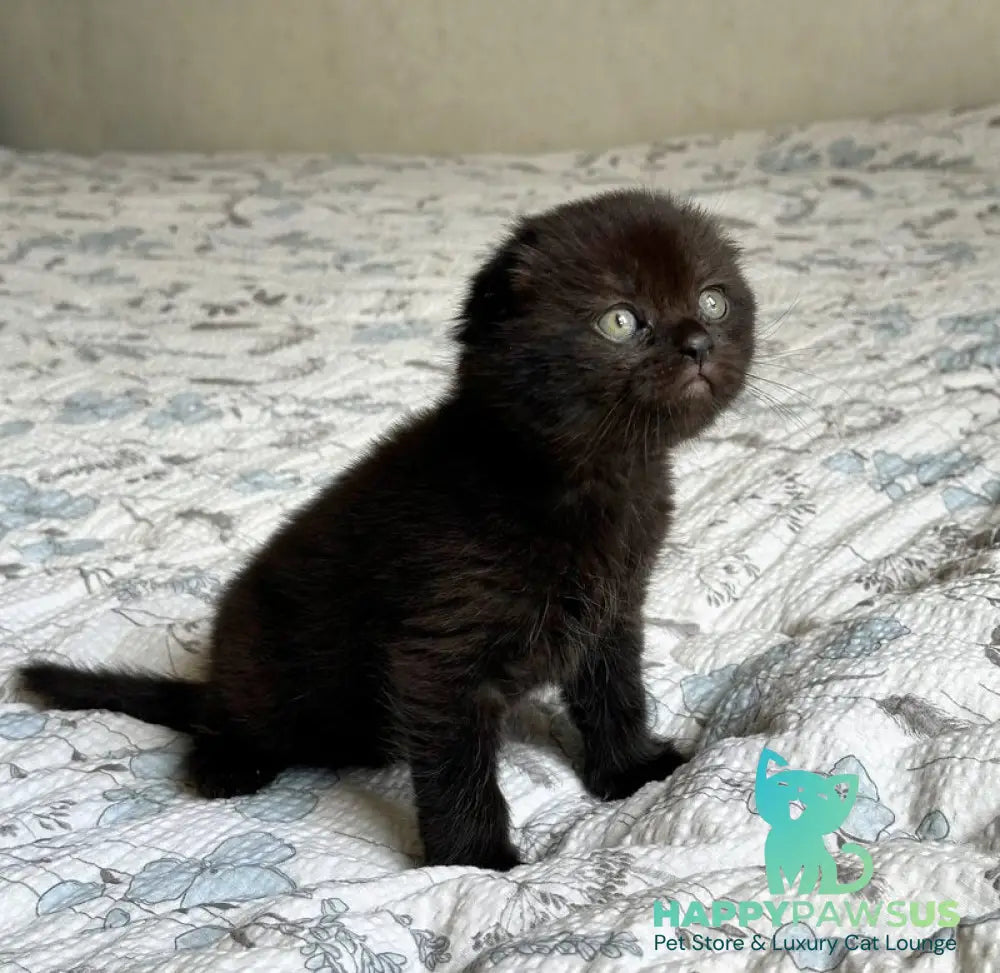 Nelson Scottish Fold male black - live animals