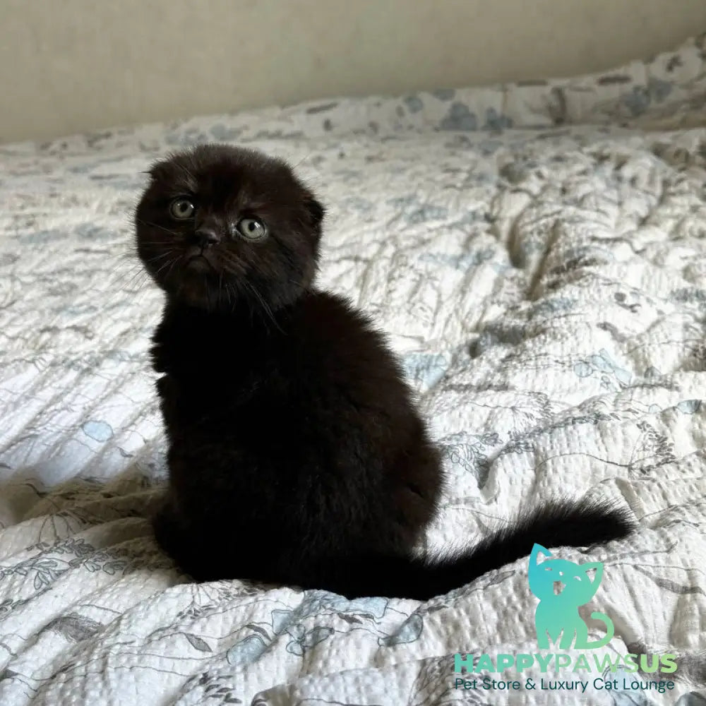 Nelson Scottish Fold male black - live animals