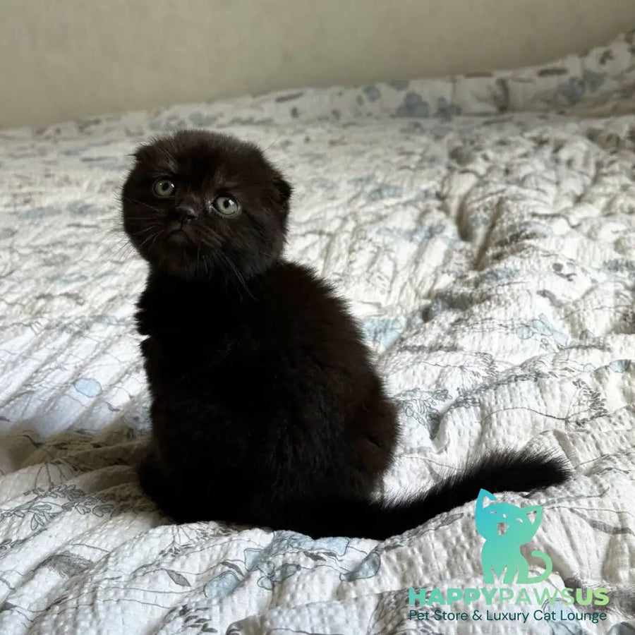 Nelson Scottish Fold male black - live animals