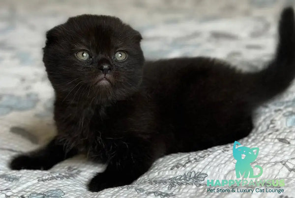 Nelson Scottish Fold male black - live animals