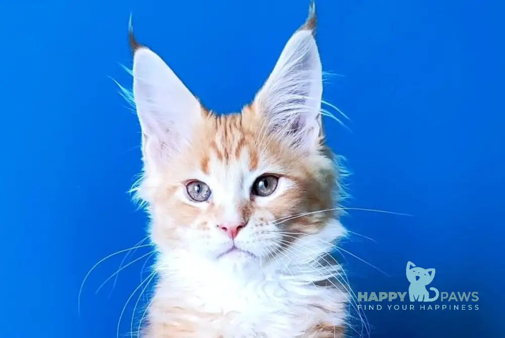 Neman Bengal male red tabby bicolour live animals