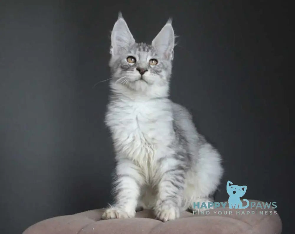 Neman Maine Coon male black silver spotted tabby live animals