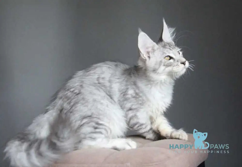 Neman Maine Coon male black silver spotted tabby live animals