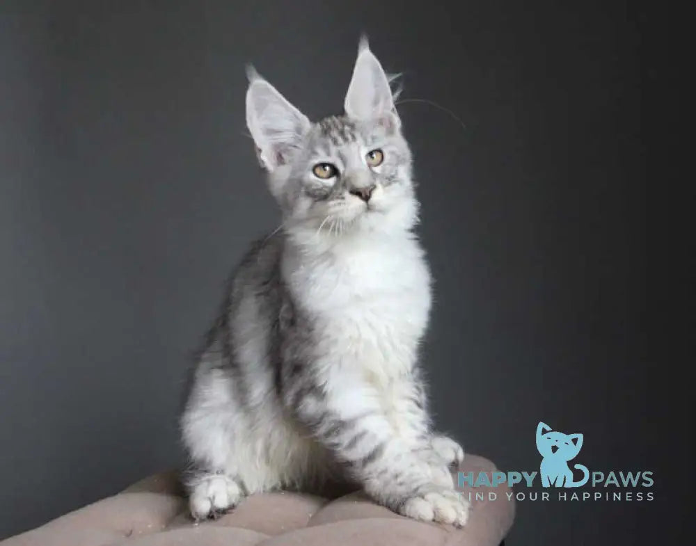 Neman Maine Coon male black silver spotted tabby live animals