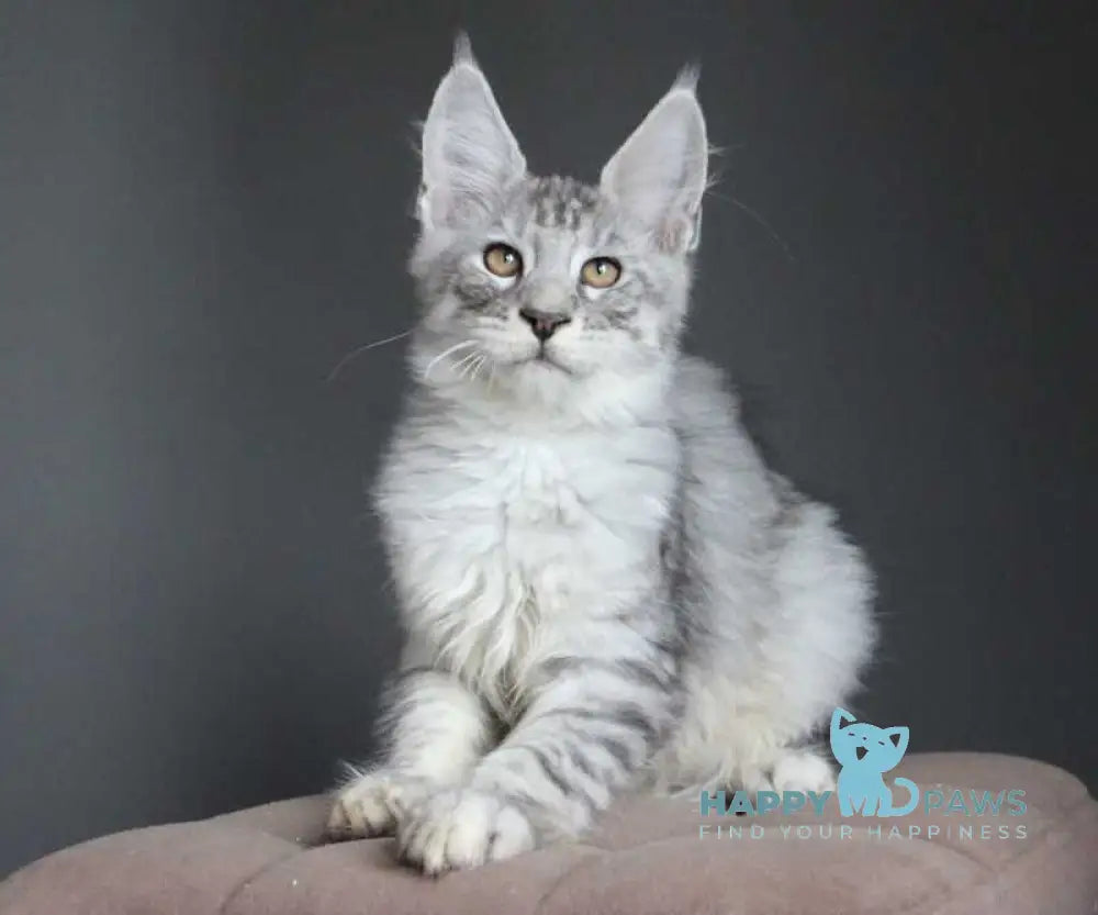 Neman Maine Coon male black silver spotted tabby live animals