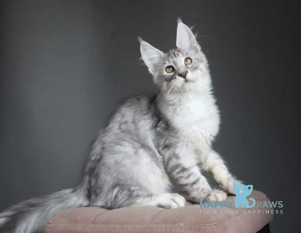 Neman Maine Coon male black silver spotted tabby live animals