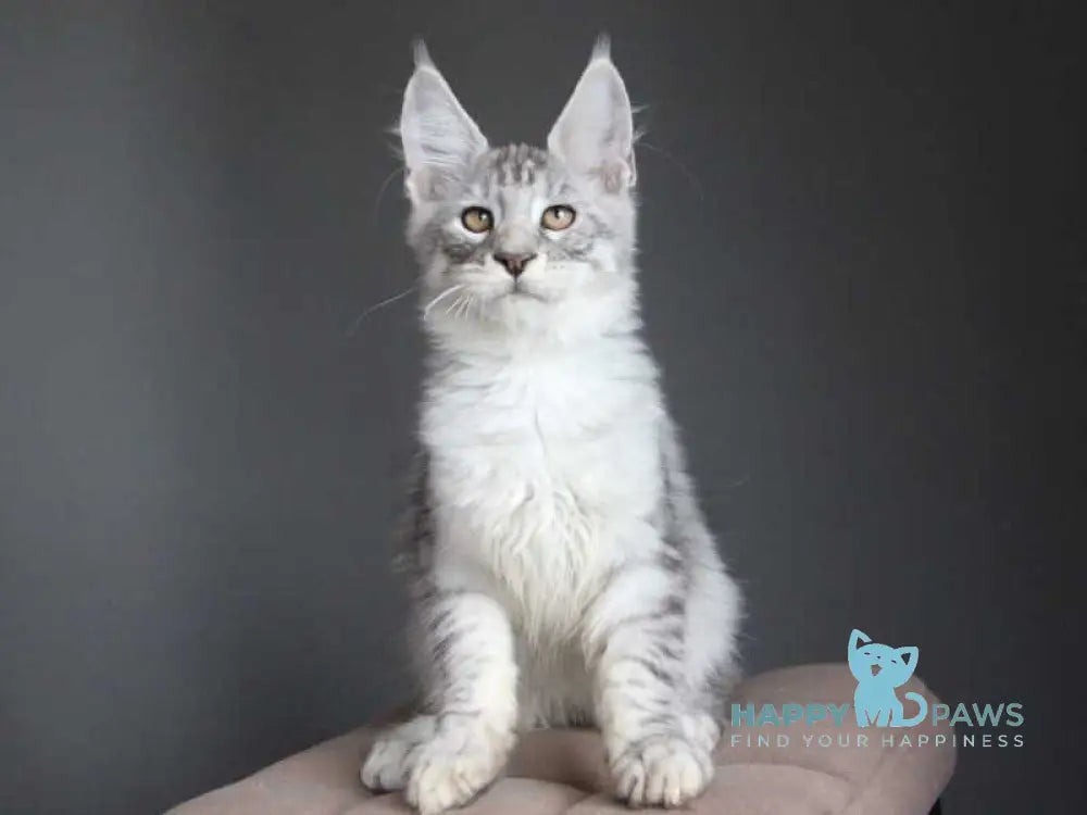Neman Maine Coon male black silver spotted tabby live animals