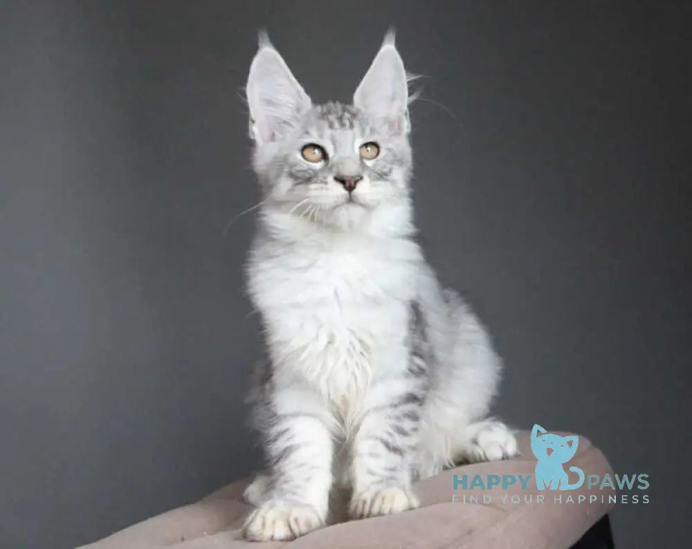 Neman Maine Coon male black silver spotted tabby live animals
