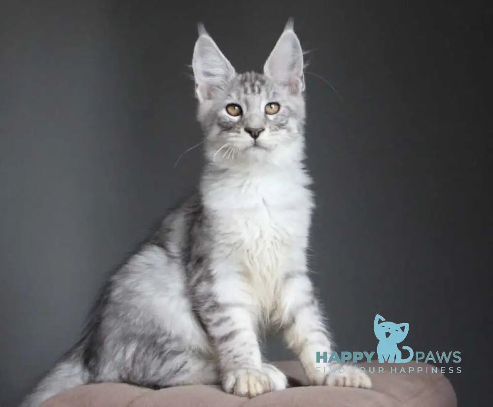 Neman Maine Coon male black silver spotted tabby live animals