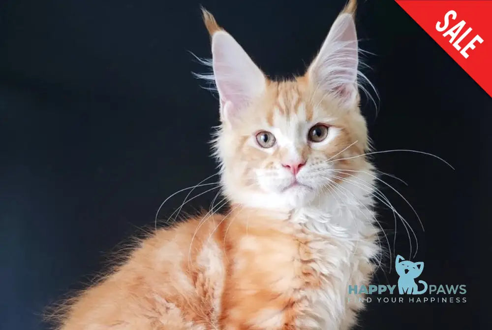 Neman Maine Coon male red tabby bicolour live animals