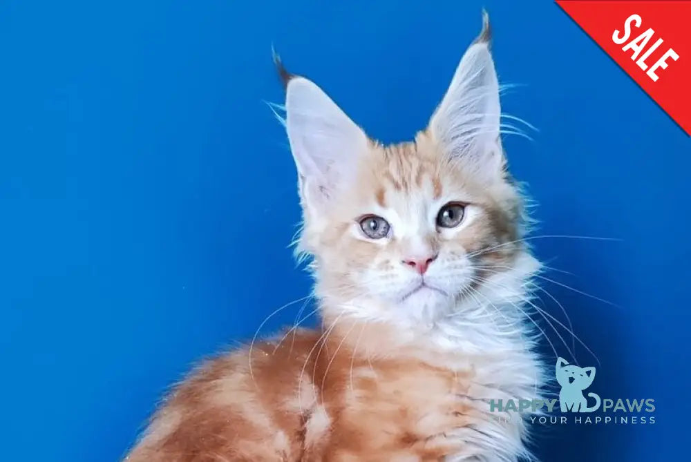 Neman Bengal male red tabby bicolour live animals